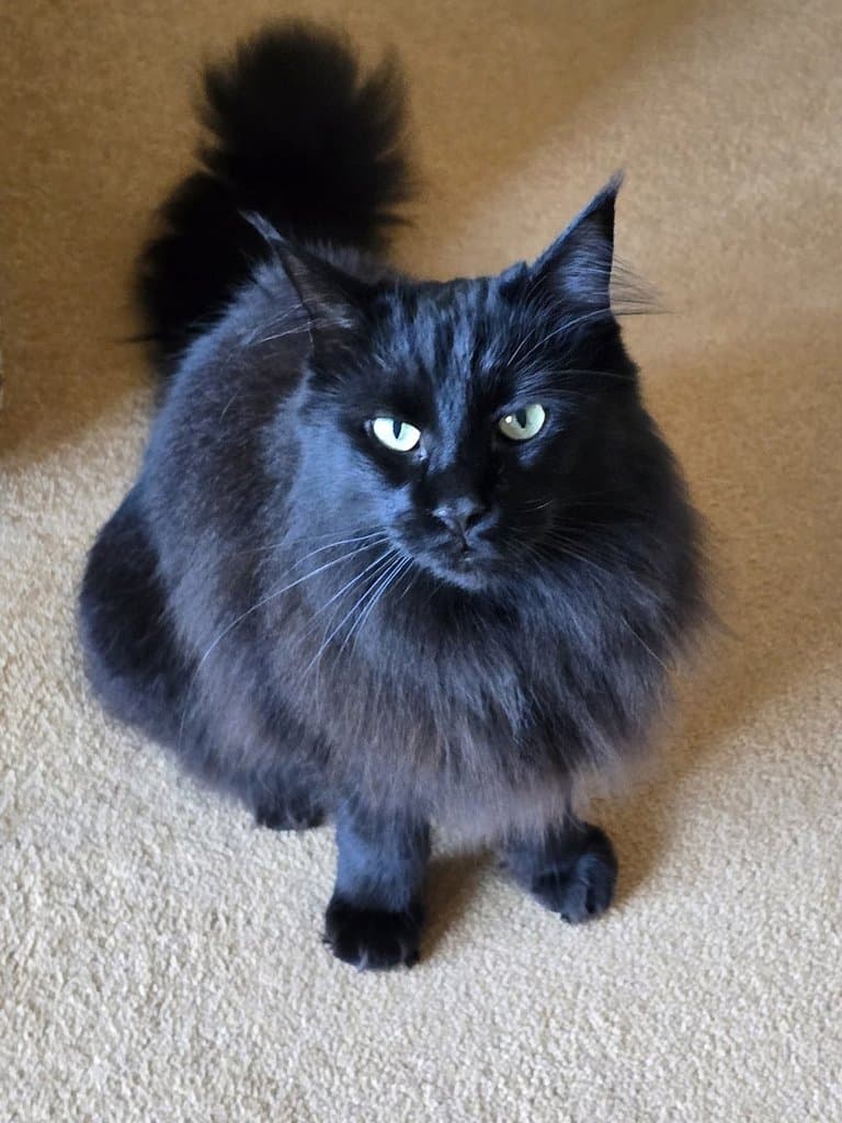 Original photo of Salem