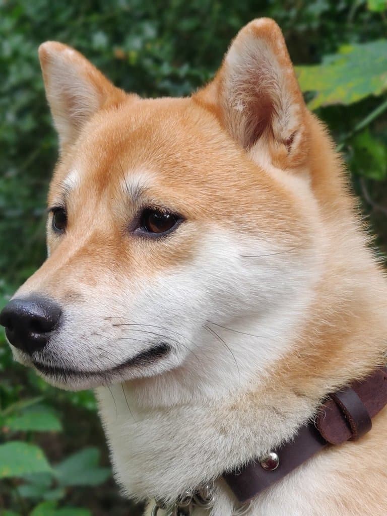 Original photo of Kenji